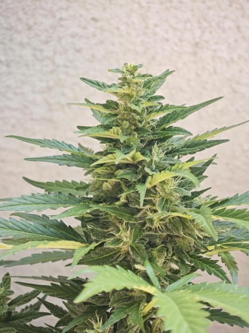 Auto Critical Orange Punch Balcony grow. Week 9