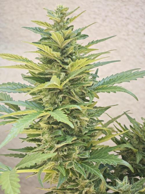 Auto Critical Orange Punch Balcony grow. Week 9