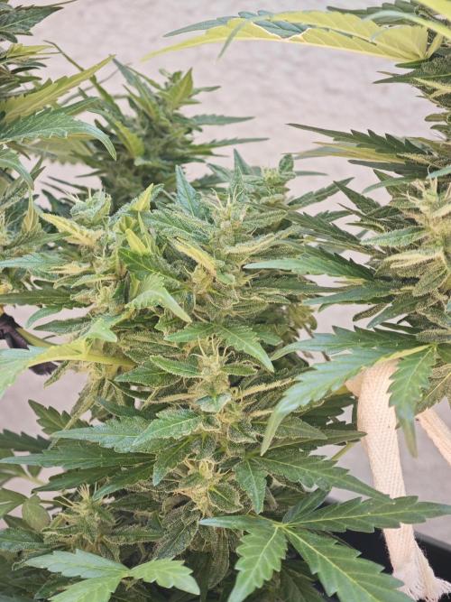 Auto Critical Orange Punch Balcony grow. Week 9