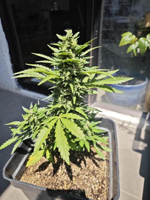 Auto Critical Orange Punch Balcony grow. Week 9