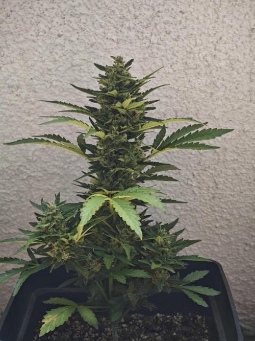 Auto Critical Orange Punch Balcony grow. Week 9