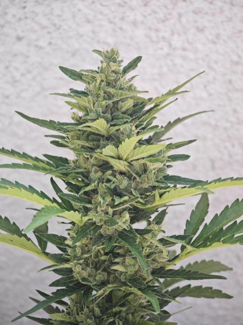 Auto Critical Orange Punch Balcony grow. Week 9