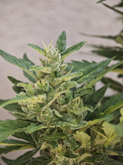 Auto Critical Orange Punch Balcony grow. Week 9