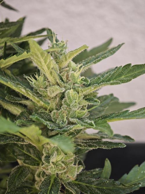 Auto Critical Orange Punch Balcony grow. Week 9