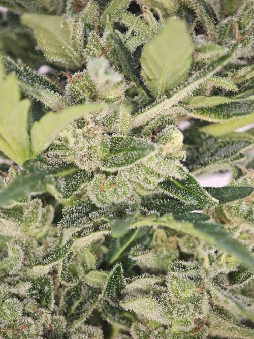 Auto Critical Orange Punch Balcony grow. Week 9