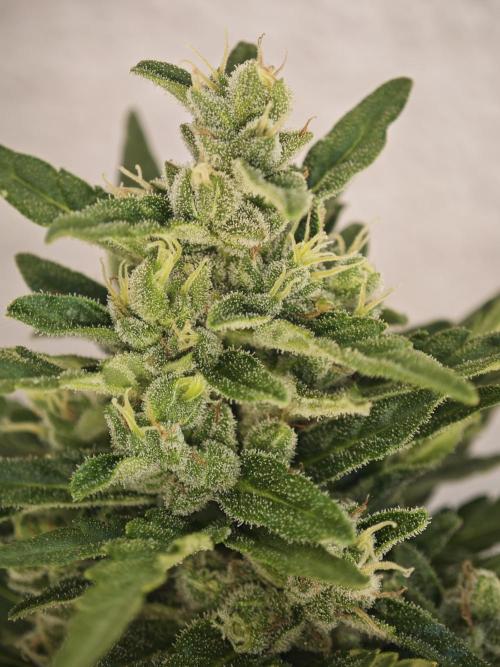 Auto Critical Orange Punch Balcony grow. Week 9