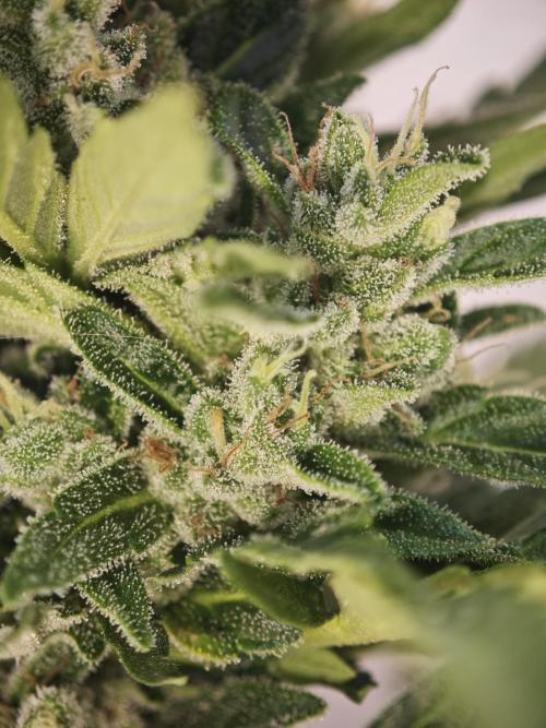 Auto Critical Orange Punch Balcony grow. Week 9