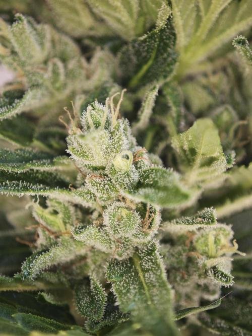 Auto Critical Orange Punch Balcony grow. Week 9