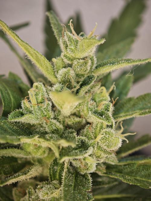 Auto Critical Orange Punch Balcony grow. Week 9