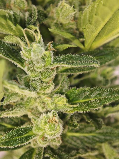 Auto Critical Orange Punch Balcony grow. Week 9