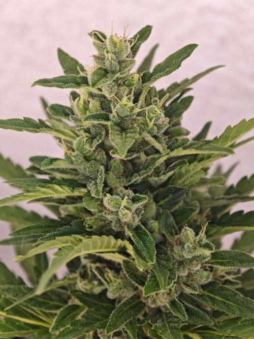 Auto Critical Orange Punch Balcony grow. Week 9