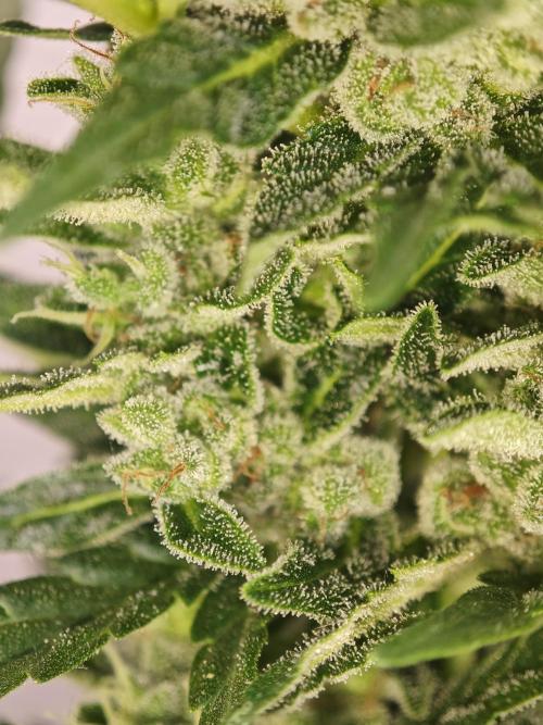 Auto Critical Orange Punch Balcony grow. Week 9