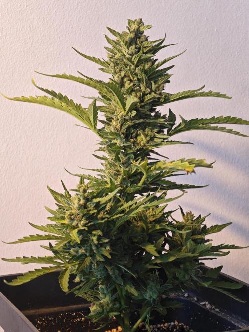 Auto Critical Orange Punch Balcony grow. Week 11