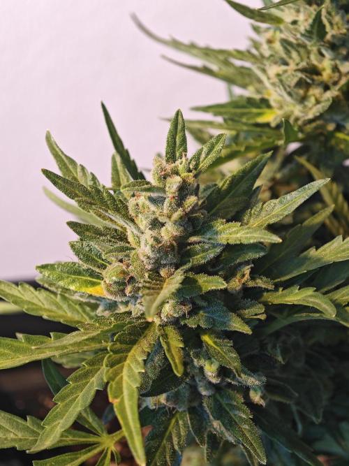 Auto Critical Orange Punch Balcony grow. Week 11