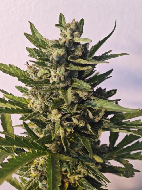 Auto Critical Orange Punch Balcony grow. Week 11