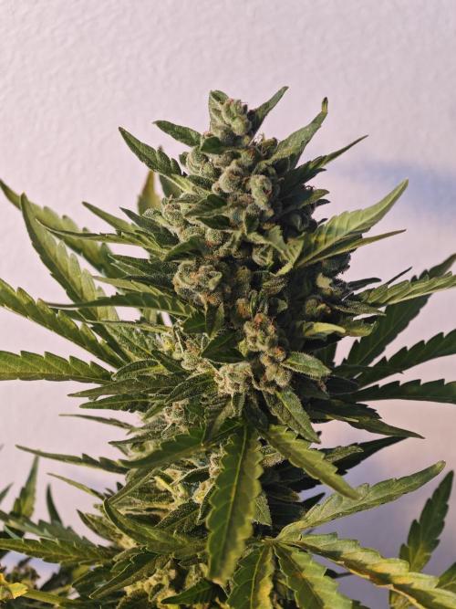 Auto Critical Orange Punch Balcony grow. Week 11