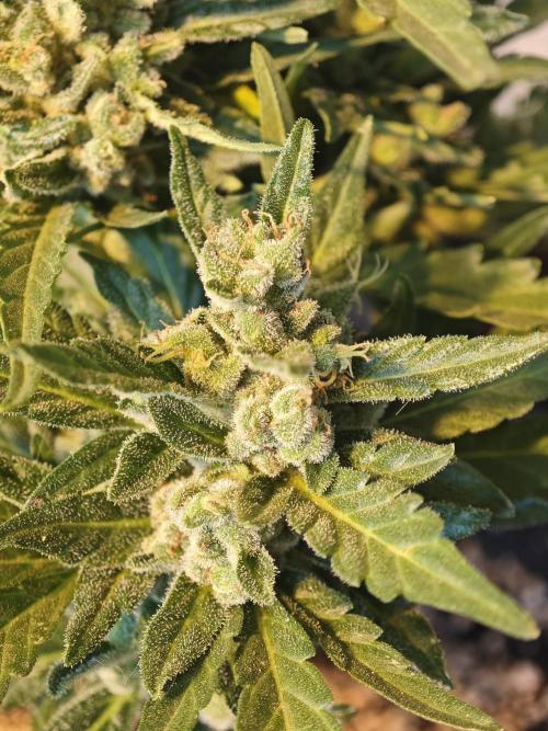 Auto Critical Orange Punch Balcony grow. Week 11