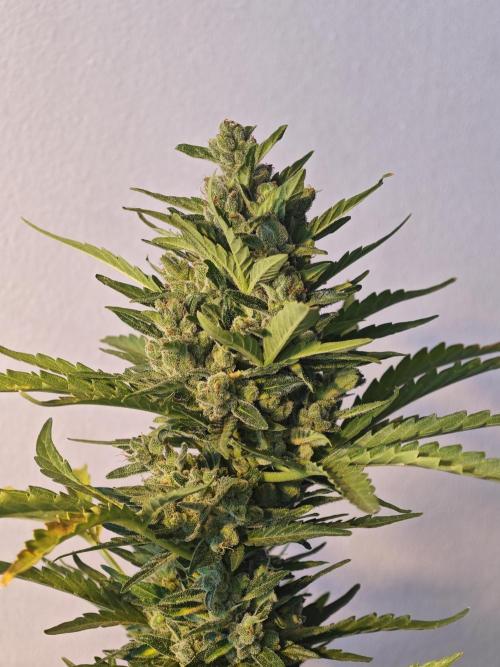 Auto Critical Orange Punch Balcony grow. Week 11