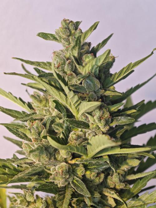 Auto Critical Orange Punch Balcony grow. Week 11