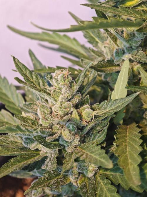 Auto Critical Orange Punch Balcony grow. Week 11