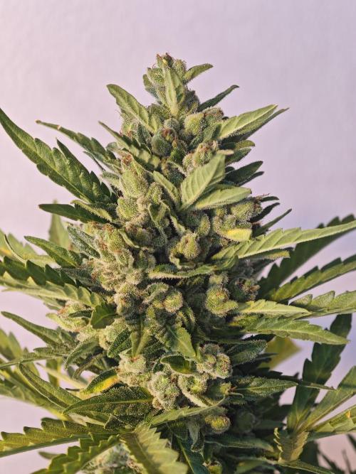 Auto Critical Orange Punch Balcony grow. Week 11