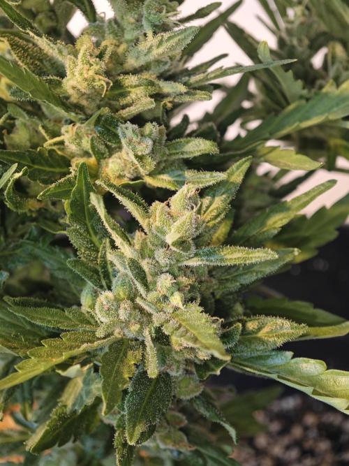 Auto Critical Orange Punch Balcony grow. Week 11