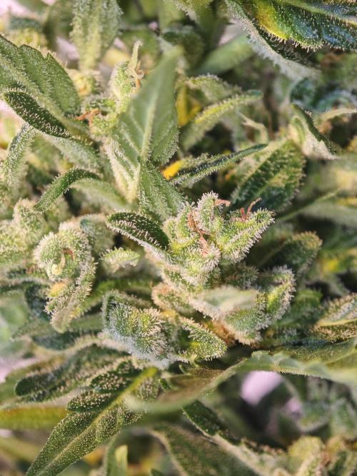 Auto Critical Orange Punch Balcony grow. Week 11