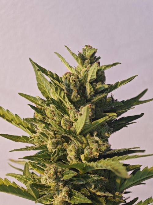 Auto Critical Orange Punch Balcony grow. Week 11