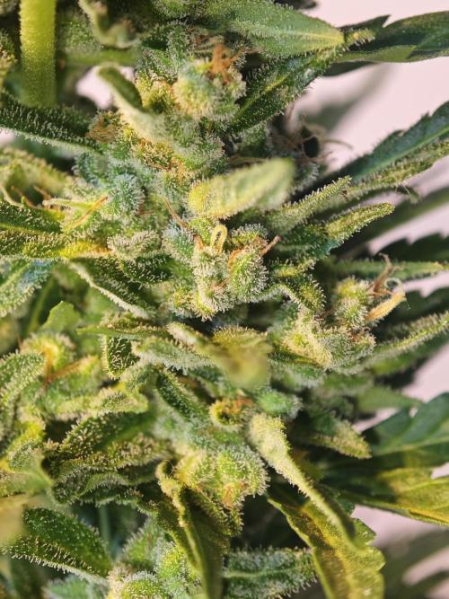 Auto Critical Orange Punch Balcony grow. Week 11