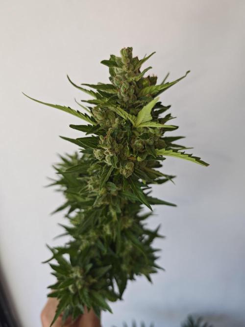 Auto Critical Orange Punch Balcony grow. Week 11