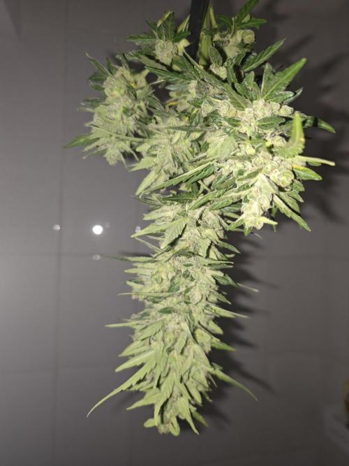 Auto Critical Orange Punch Balcony grow. Week 11