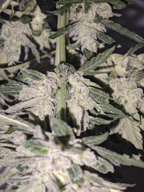 Auto Critical Orange Punch Balcony grow. Week 11