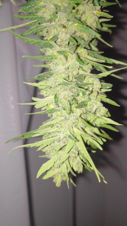 Auto Critical Orange Punch Balcony grow