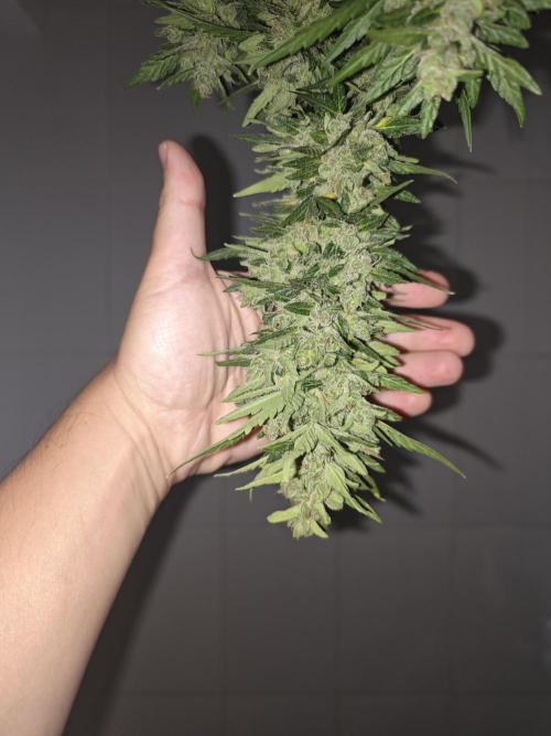 Auto Critical Orange Punch Balcony grow. Week 11