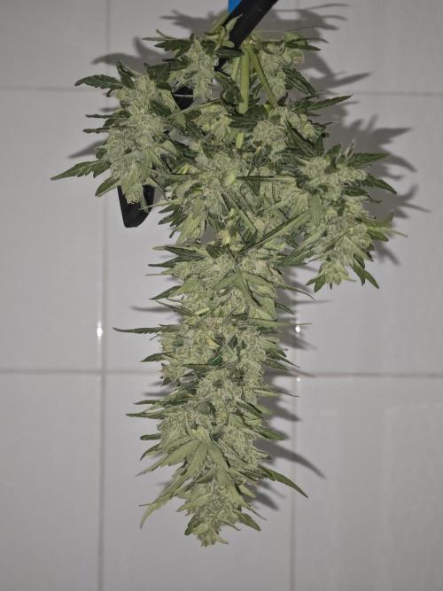 Auto Critical Orange Punch Balcony grow. Week 11