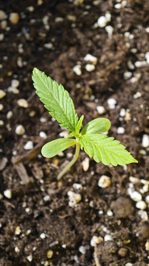 Green crack auto balcony grow. Week 1