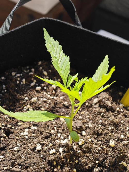 Green crack auto balcony grow. Week 2
