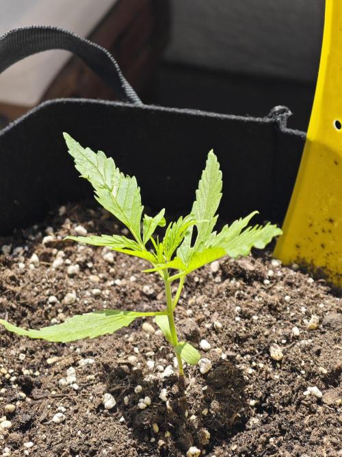 Green crack auto balcony grow. Week 2