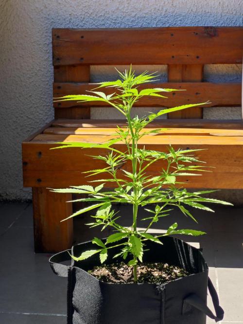 Green crack auto balcony grow. Week 6