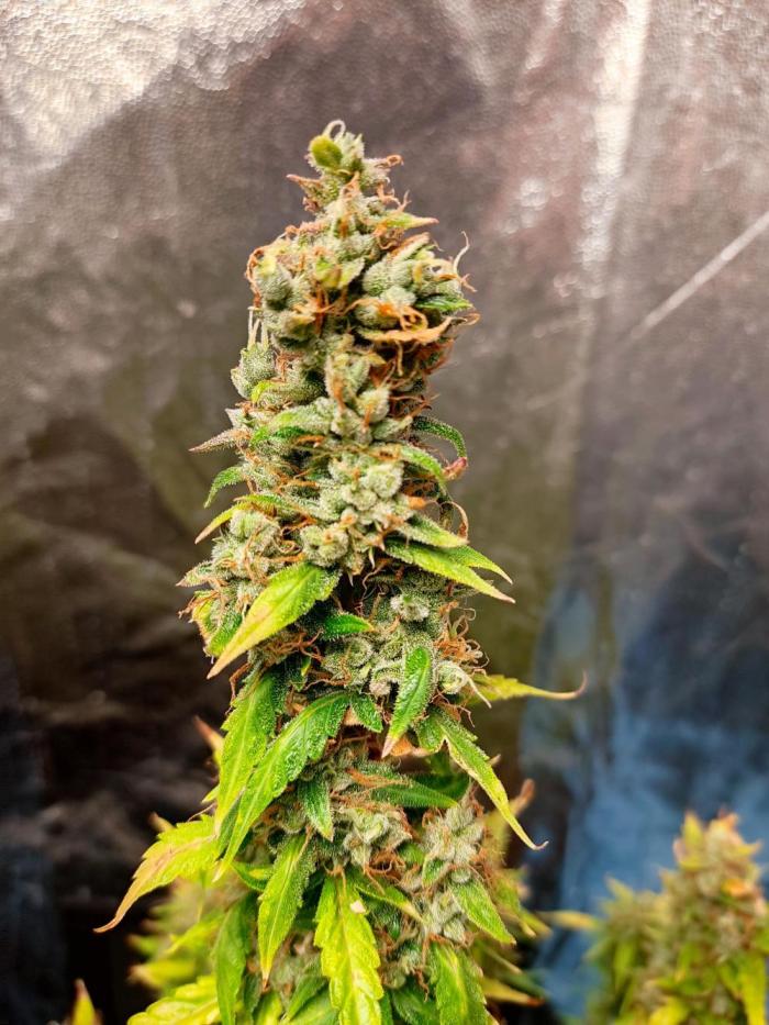 Goat lato week 10. Week 10