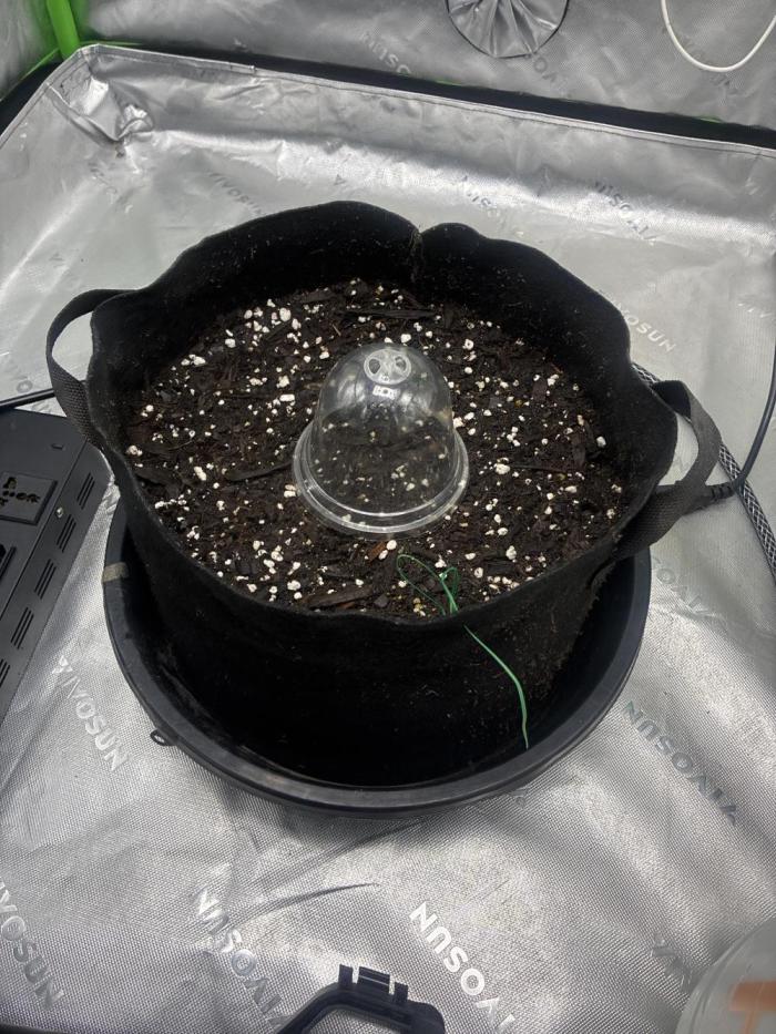 Locos MAK Shak. Week 0