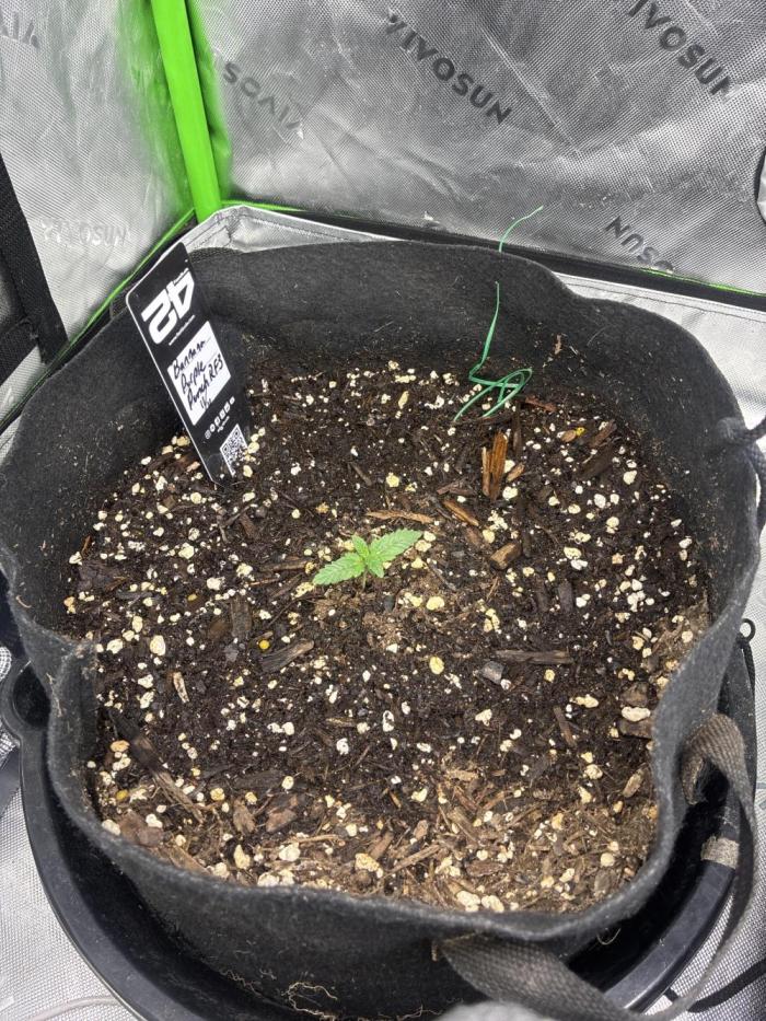 Locos MAK Shak. Week 1