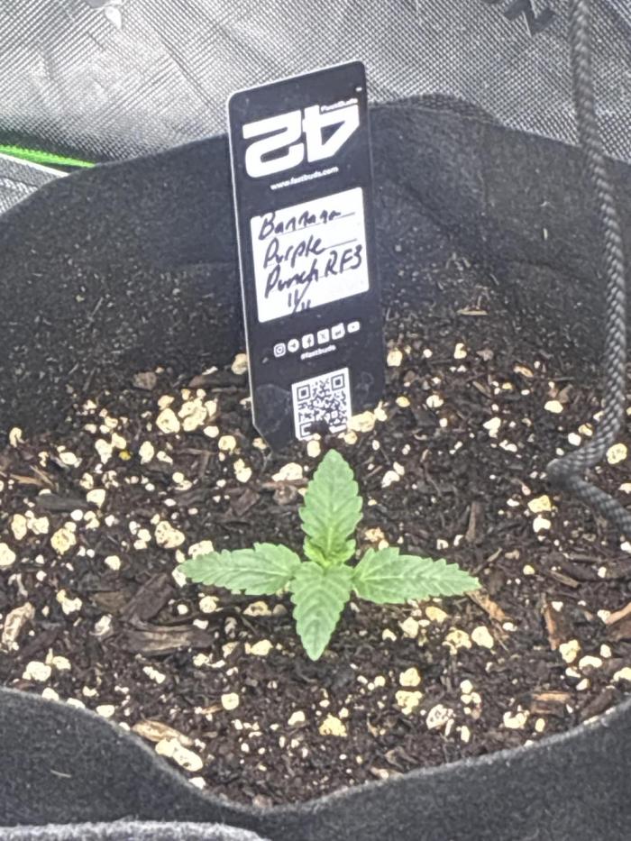 Locos MAK Shak. Week 2