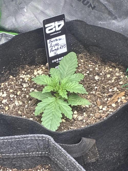 Locos MAK Shak. Week 3 - Beginning of third week and she’s looking great!! Fastbud genetics are fantasti!