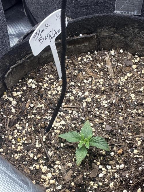 Locos MAK Shak. Week 3