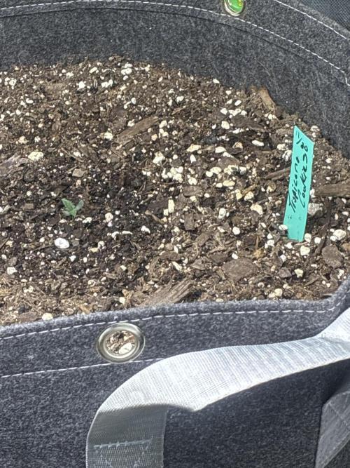 Locos MAK Shak. Week 3