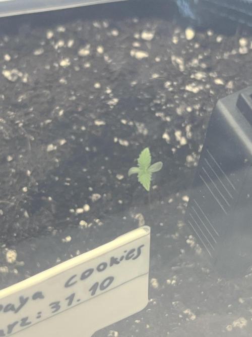 Papaya cookies auto 3rd grow. Week 0