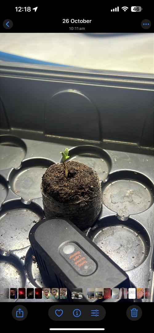 Papaya cookies auto 3rd grow. Week 0