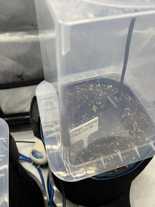 Papaya cookies auto 3rd grow. Week 0