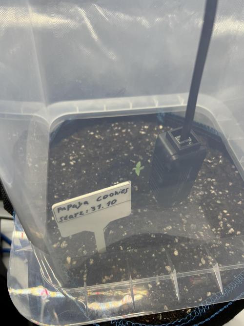 Papaya cookies auto 3rd grow. Week 0